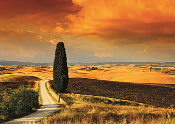 Tuscan Sunset, path, landscape, clouds, fields, italy, sky, tree HD wallpaper
