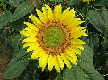Flowers, Summer, Bright, Greens, Sunflower HD wallpaper