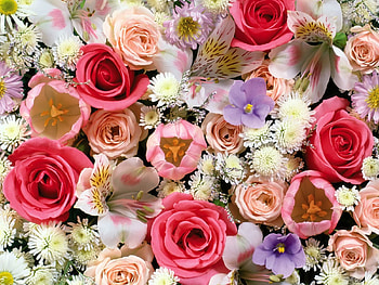 Flowers, Roses, Tulips, Lilies, Assorted HD wallpaper