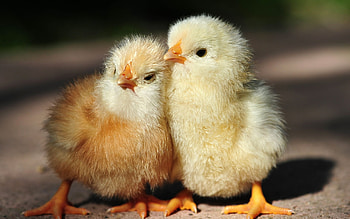 Cute chicken , Barnyard cuteness, Feathered charm, Farmyard wonders HD wallpaper
