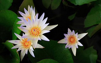Flowers, Water, Leaves, Lilies, Water Lilies, Close-Up HD wallpaper