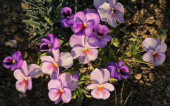 Pansies, purple, nature, flowers HD wallpaper