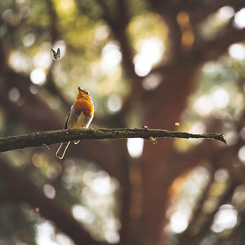 Animals, Bird, Branch, Butterfly, Focus HD phone wallpaper