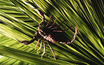 Animal scorpion , background, Wildlife appreciation, Stunning visuals HD wallpaper