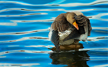 Beautiful duck, Graceful waterfowl, Feathered creatures, Natural habitats HD wallpaper