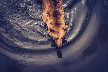 Animals, View From Above, Brown, Bear, Predator HD wallpaper