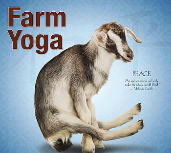 Yoga goat, blue, animal, yoga, funny, goat HD wallpaper