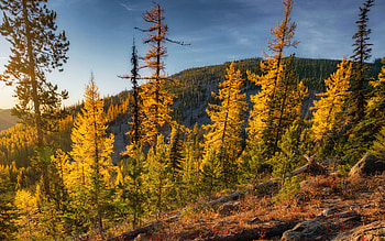 Colors of fall in northeastern Washington, trees, sky, hills, usa, landscape HD wallpaper