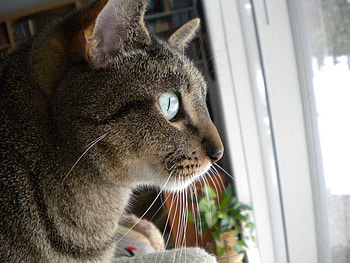 * My Cat *, pisi, fereastra, frica, frig HD wallpaper