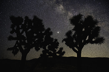 Trees, Night, Dark, Silhouettes, Starry Sky HD wallpaper