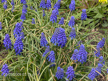 Blue Flowers, blue, nature, flowers HD wallpaper