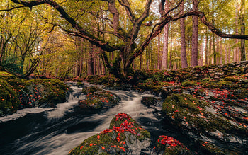 Tollymore Forest Park, Northern Ireland, autumn, trees, leaves, creek HD wallpaper