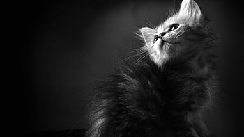 Animals, Fluffy, Kitty, Kitten, Shadow, Bw, Chb, Curious HD wallpaper