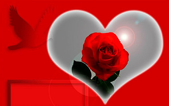 Valentines Day, rose, love, Valentines, red, heart HD wallpaper
