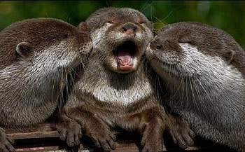 Awww, you guys!, kissing, nature, animals, otters HD wallpaper