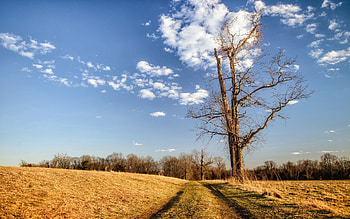 Landscape, Nature, Wood, Road, Tree HD wallpaper