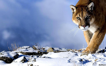 Animals, Snow, Puma HD wallpaper