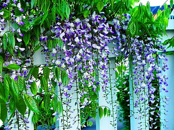 Wisteria, flowers, graphy HD wallpaper
