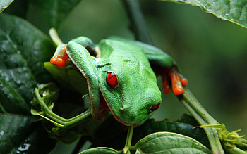 Nature's wonders, Nature-inspired, selection, Visual delight HD wallpaper