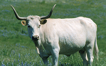 The White Park, Cow HD wallpaper