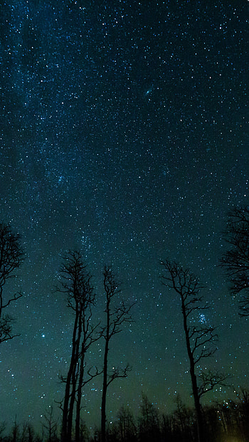 Tree Silhouettes on a Starry Night, silhouette, tree, Milky Way, starry sky, sky, nature, night HD phone wallpaper