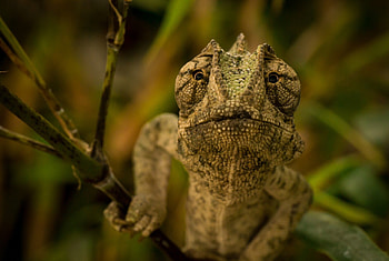 *** Chameleon ***, chameleon, reptiles, color, green HD wallpaper