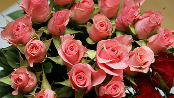 Plants, Flowers, Roses HD wallpaper
