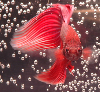 red beta fish, fish, bubbles, beta, red HD wallpaper