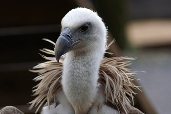 Griffon Vulture , backgrounds, Captivating HD wallpaper