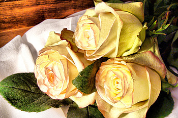 The Three Roses, still life, bouquet, roses, yellow, three HD wallpaper