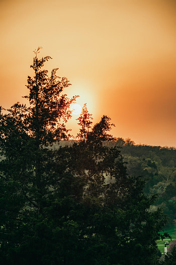 Nature, Trees, Sky, Sun, Rays, Beams HD phone wallpaper