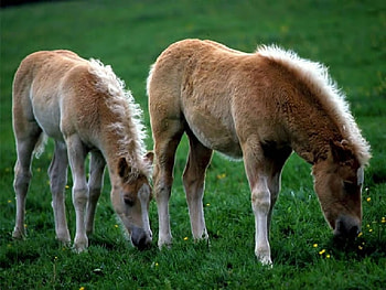 too horses, horses, horse, i love horses HD wallpaper