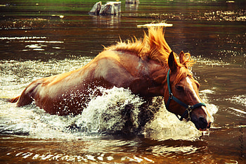 Animals, Water, Spray, Horse, Wave HD wallpaper