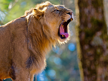 Animals, Lion, Big Cat, Fangs, To Fall, Mouth HD wallpaper