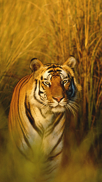Bengal tiger, National Geographic HD phone wallpaper