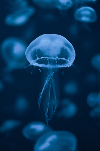 Animals, Jellyfish, Swimming, Underwater World, Tentacles HD phone wallpaper