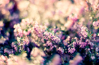 Flowers, Grass, Plant, Macro, Blur, Smooth HD wallpaper