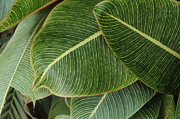 Detailed close-up of lush green leaves with striking patterns, capturing nature's vibrant elegance. HD wallpaper