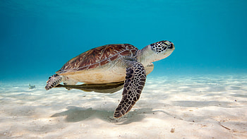 Preview turtle, sea, water, sand, bottom, shell HD wallpaper