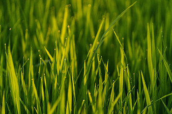 Grass, Drops, Plant, Macro HD wallpaper