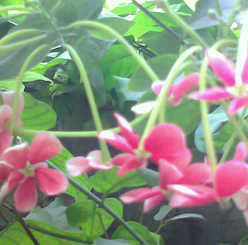 Flowers, pink, nature HD wallpaper