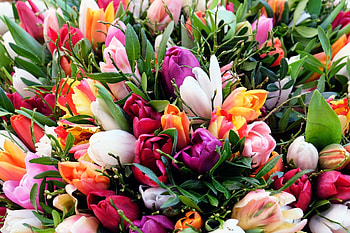 Flowers, Tulips, Bouquet HD wallpaper
