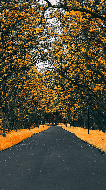Android Mobile, Mobile Nature HD phone wallpaper