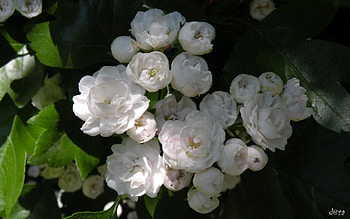 Plants, Flowers HD wallpaper