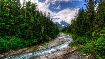 superb riverscape r, river, limbs, clouds, forest, stones, mountain HD wallpaper