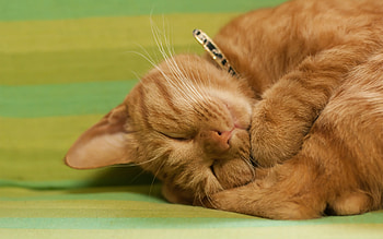 sleeping beauty, cats, cute, kitty, sleeping HD wallpaper