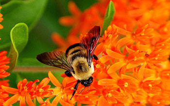 Flower, Macro, Bee, Pollination HD wallpaper