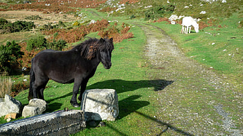 Animals, Grass, Stones, Stroll, Horse, Pony HD wallpaper