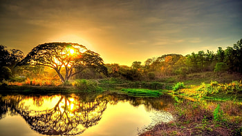 gorgeous sunrise over a lake, shore, reflection, trees, lake, sunrise HD wallpaper