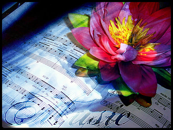 pure melody, colorful, music, waterlily, pure HD wallpaper